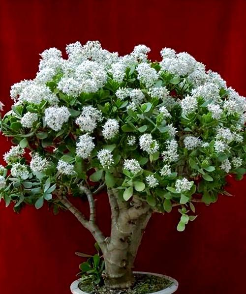 哪些花寓意聪明智慧吉祥？这些花的象征意义是什么？
