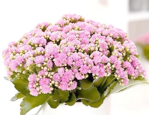 哪些花寓意聪明智慧吉祥？这些花的象征意义是什么？
