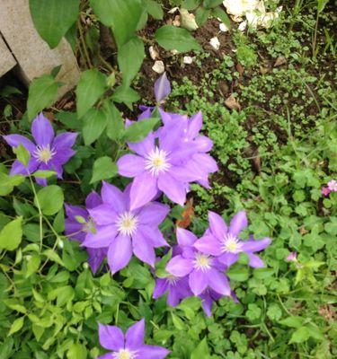 暮春时节紫色花的含义是什么？紫色花的象征意义有哪些？