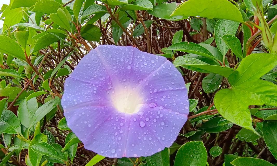 暮春时节紫色花的含义是什么？紫色花的象征意义有哪些？