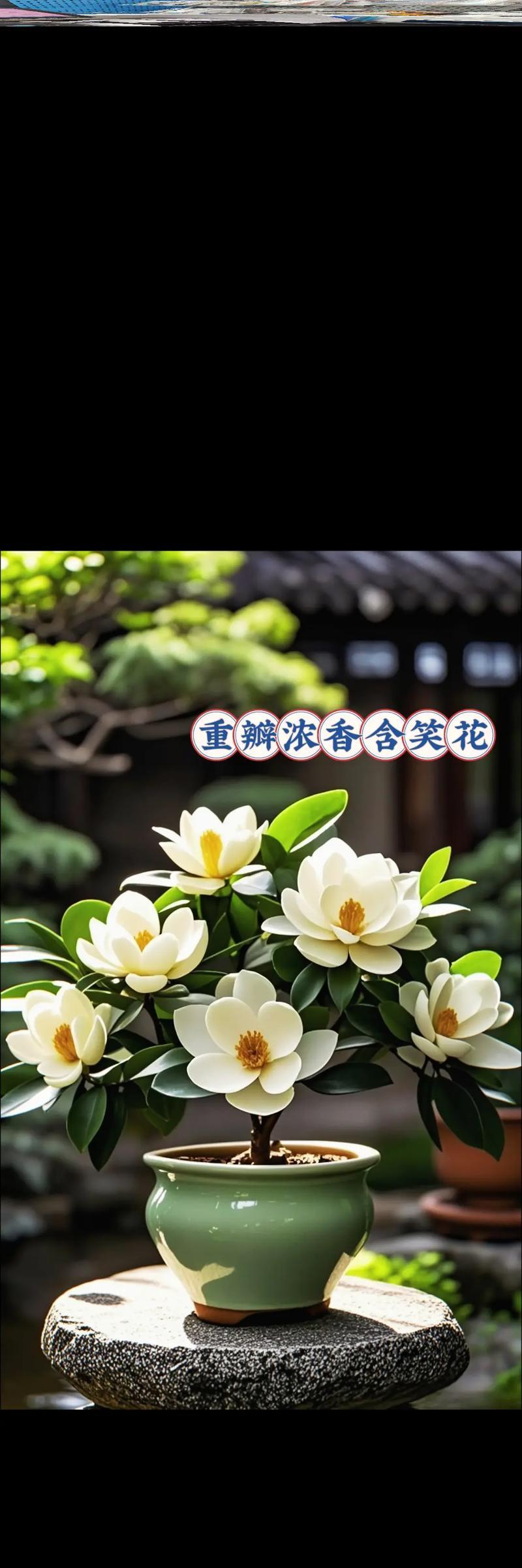 含笑花黄色的含义是什么？黄色含笑花代表什么？