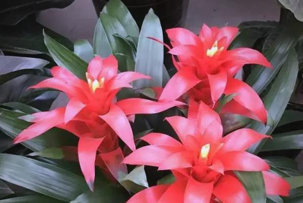 什么花寓意幸福好运？如何选择寓意吉祥的花卉？