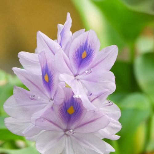 紫色供佛花代表了什么？它的寓意是什么？
