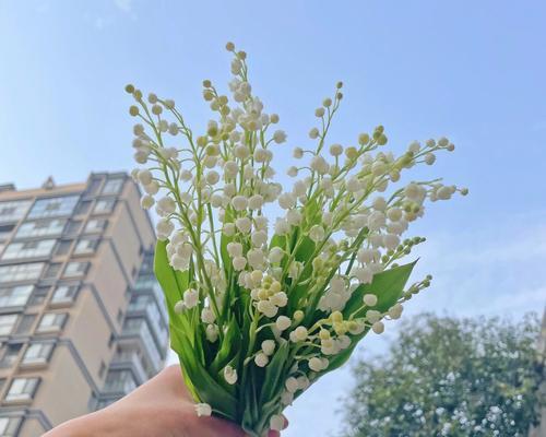 铃兰手捧花的寓意是什么？