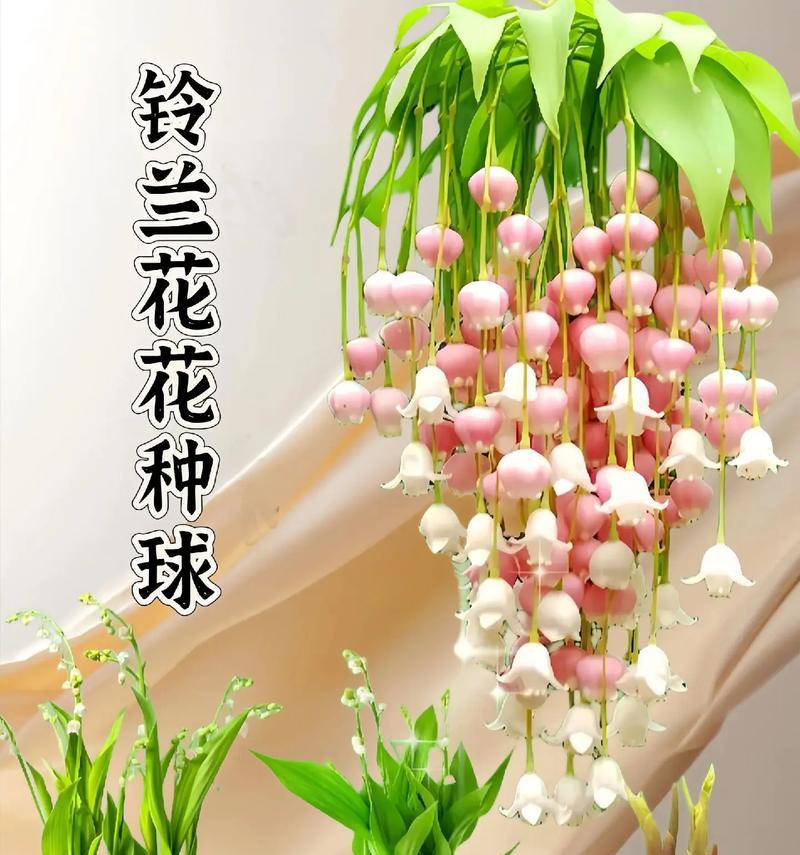 铃兰手捧花的寓意是什么？