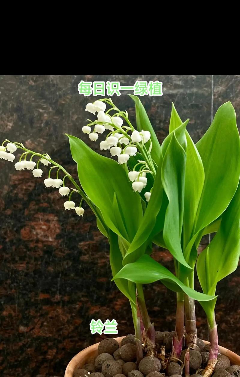铃兰手捧花的寓意是什么？