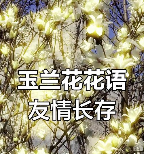 哪种花象征友谊爱情？友谊爱情花的含义是什么？