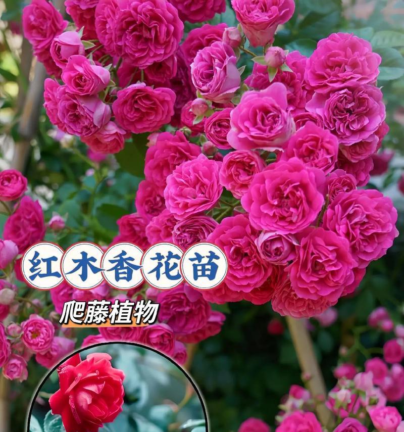 哪种花象征友谊爱情？友谊爱情花的含义是什么？
