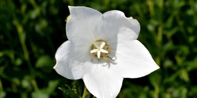白色的四瓣花有什么寓意？这种花象征着什么？