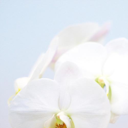 白色的四瓣花有什么寓意？这种花象征着什么？