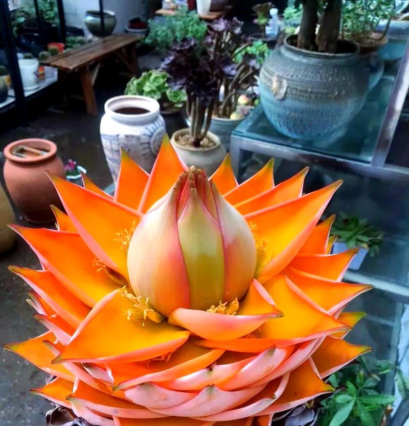金色花送给父母有何寓意？