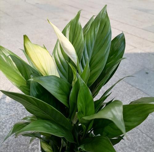 金色花送给父母有何寓意？
