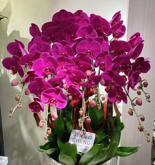 兰花为何象征平安健康？它的花语有哪些？