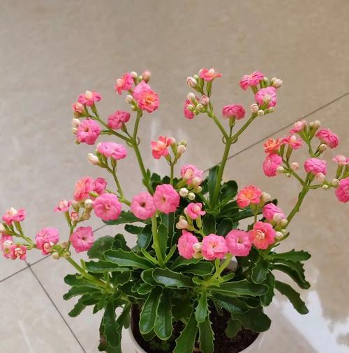 什么花寓意不幸福？不幸福的花有哪些？