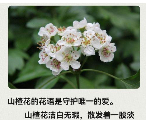 哪些花的花语象征着健康？它们在花语中代表什么？