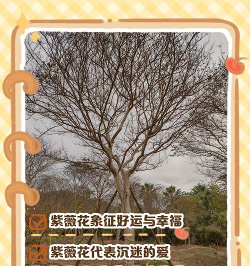 哪些花的花语象征着健康？它们在花语中代表什么？