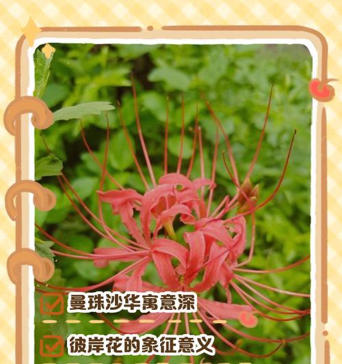 哪些花的花语象征着健康？它们在花语中代表什么？