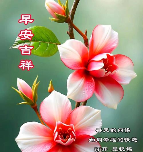哪些花象征吉祥祝福？吉祥祝福的花有哪些？