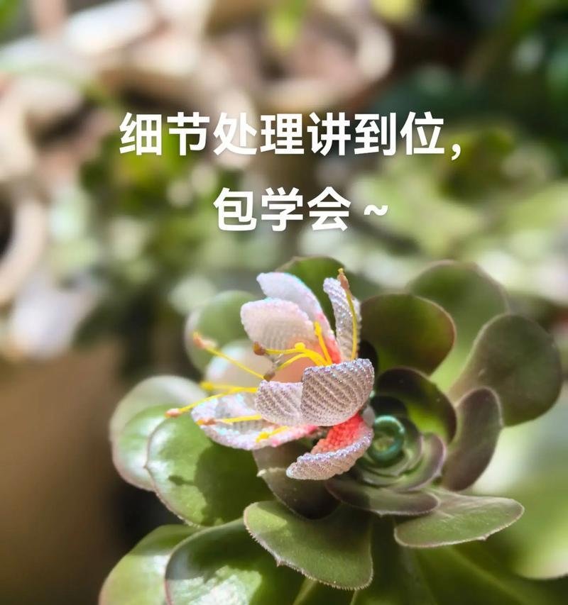渐变色花朵的寓意是什么？