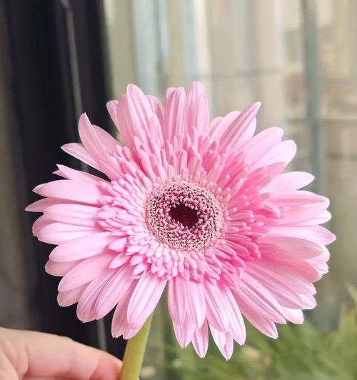 粉色朱槿花的花语是什么？