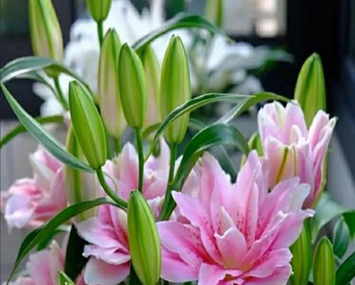 哪些花寓意对方幸福？代表幸福的花有哪些？