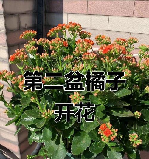 橘子长寿花象征着什么？