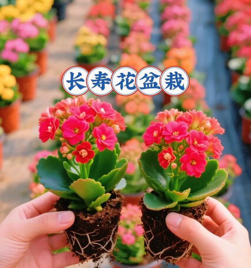 橘子长寿花象征着什么？