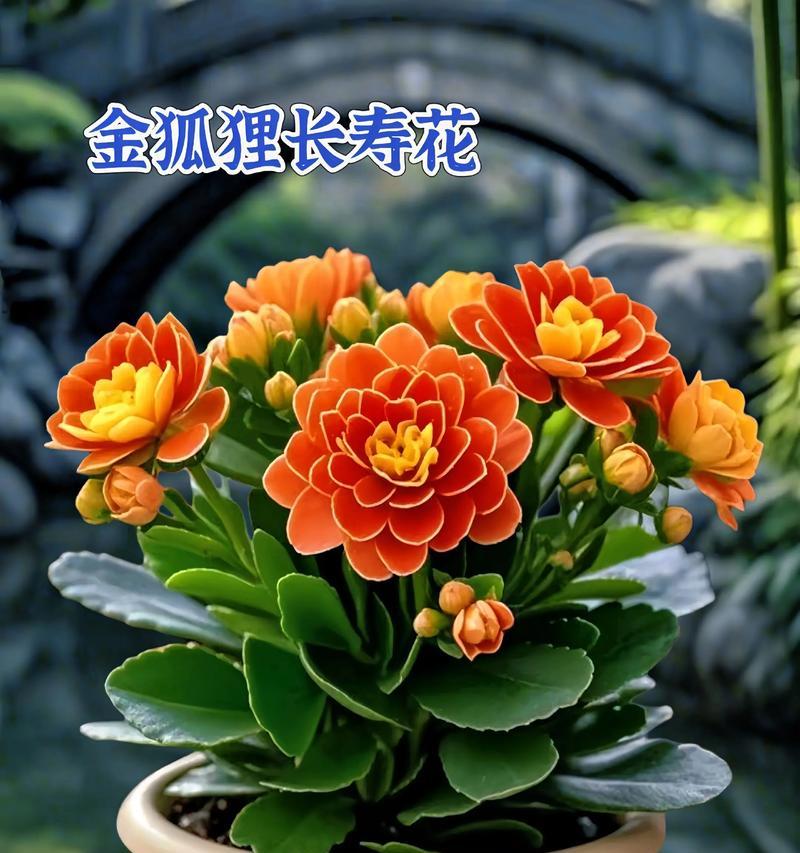 橘子长寿花象征着什么？