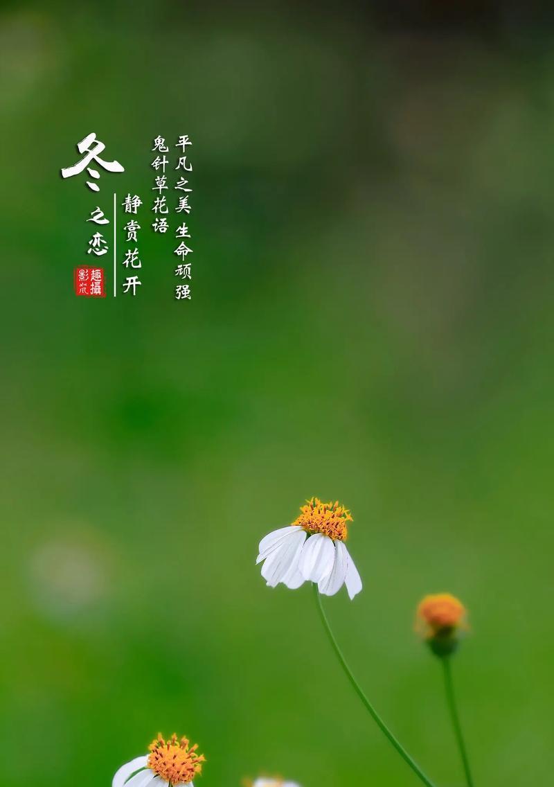白色象征非暴力的花有哪些？它们的花语是什么？