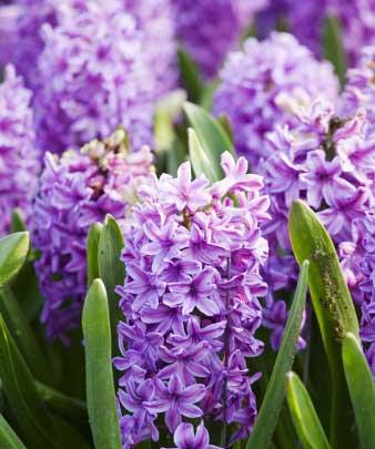 紫色风信子花的含义有哪些？