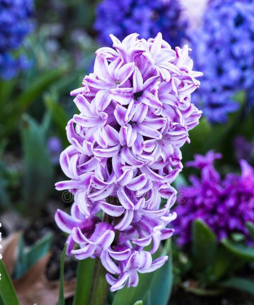 紫色风信子花的含义有哪些？