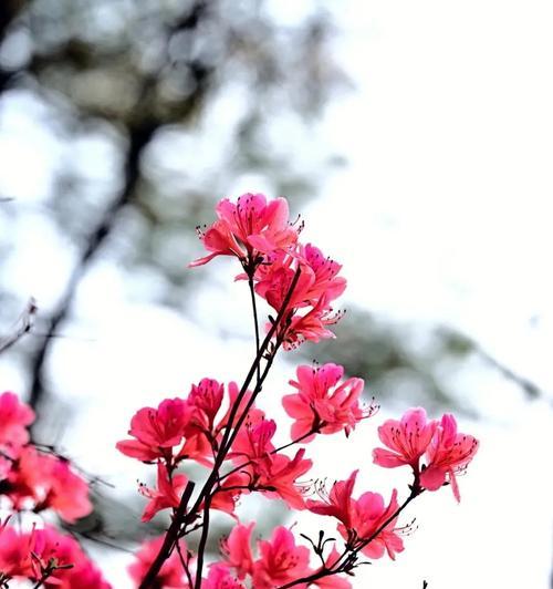棉花珍珠手捧花的寓意是什么？它象征着怎样的情感？