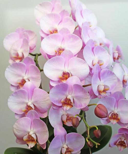 棉花珍珠手捧花的寓意是什么？它象征着怎样的情感？