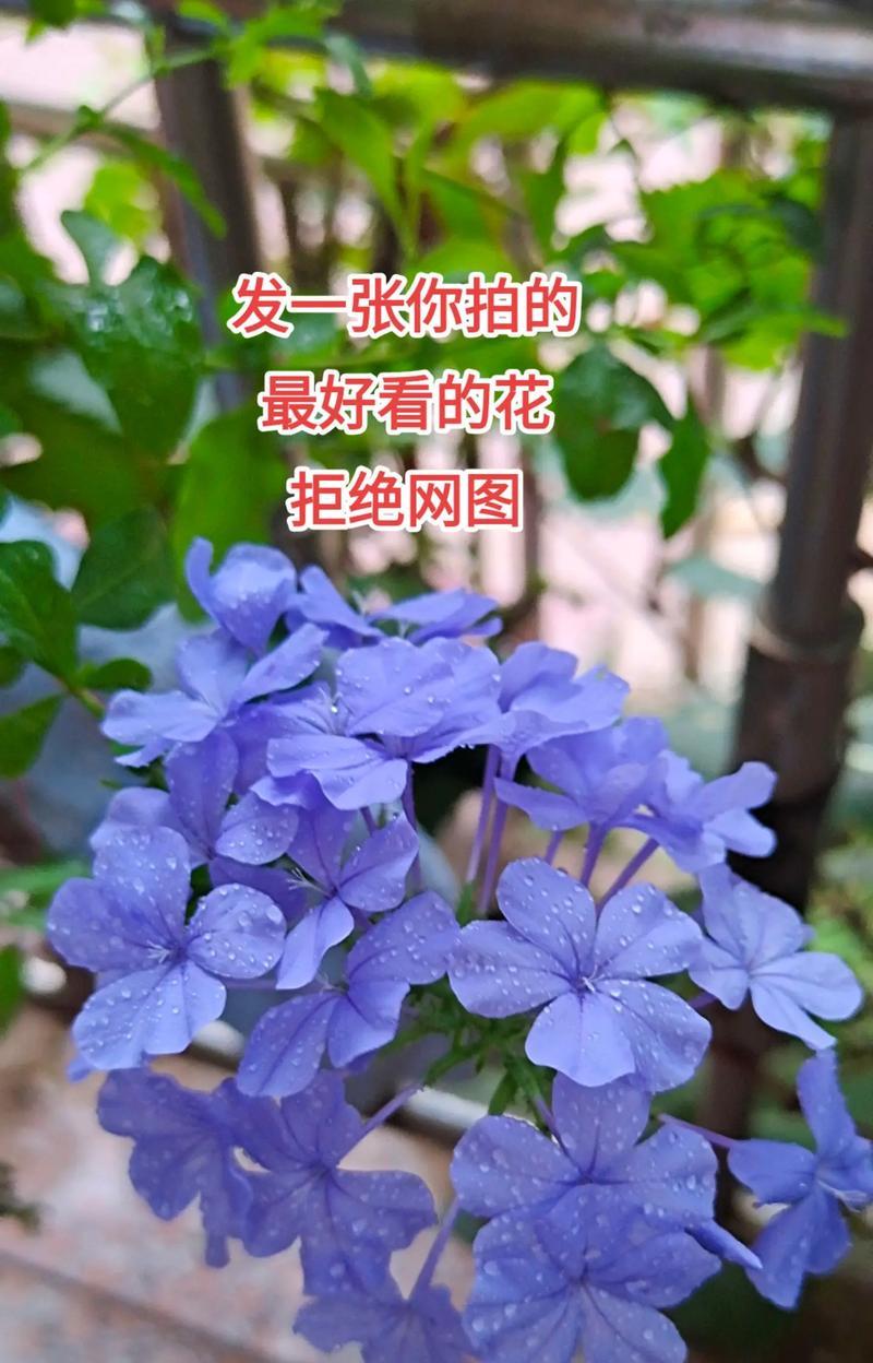 蓝色花象征着怎样的朋友友谊？
