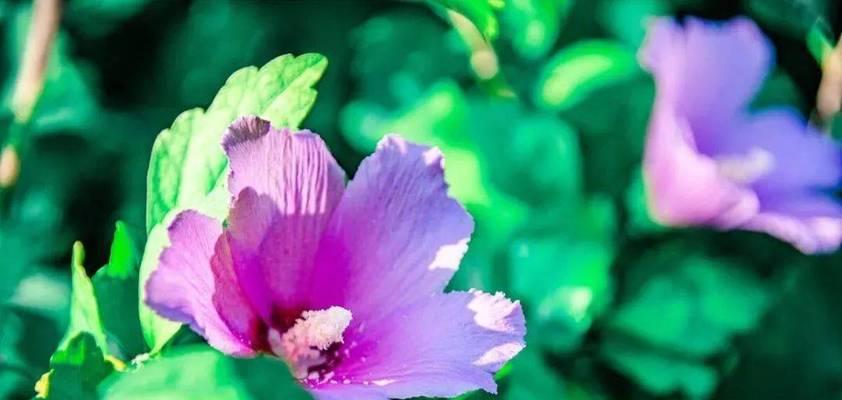 哪些花寓意父母身体健康？父母健康花的含义是什么？