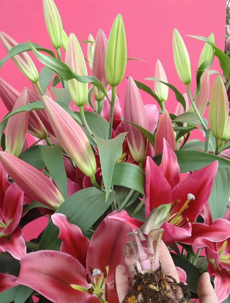 花代表快乐吗？花的含义是什么？