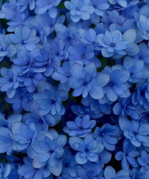 花代表快乐吗？花的含义是什么？