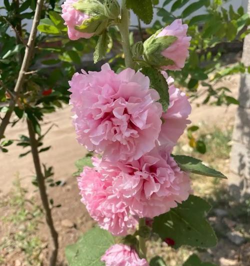 花代表快乐吗？花的含义是什么？