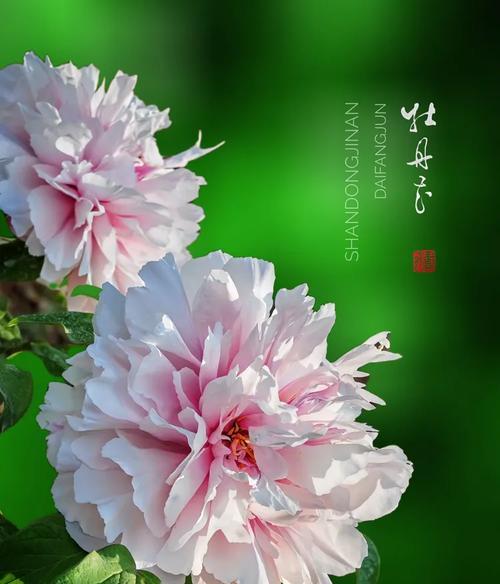 牡丹花文化的意义是什么？它在中国文化中扮演什么角色？