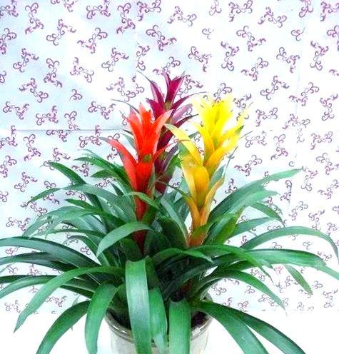 过年时送什么花寓意吉祥？吉祥花卉有哪些？