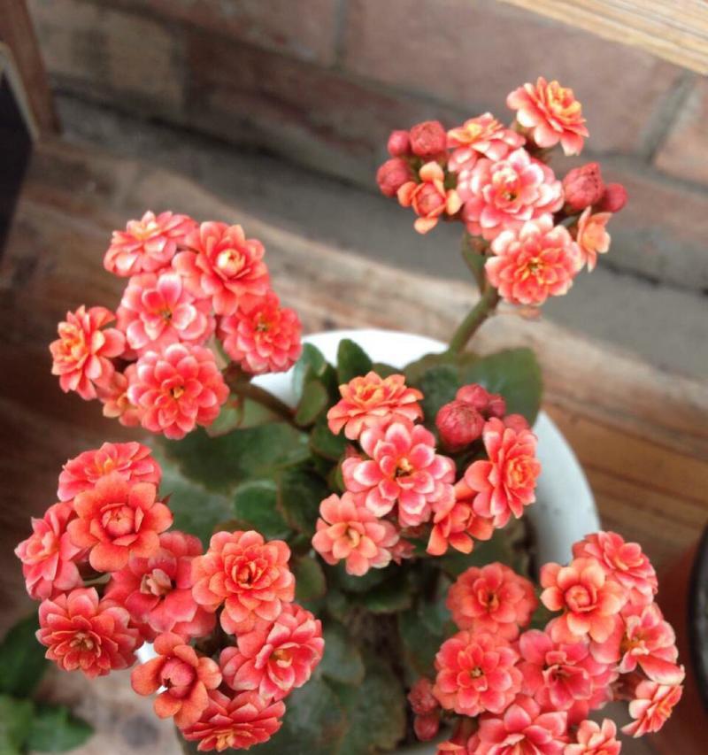 过年时送什么花寓意吉祥？吉祥花卉有哪些？