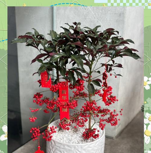 过年时送什么花寓意吉祥？吉祥花卉有哪些？