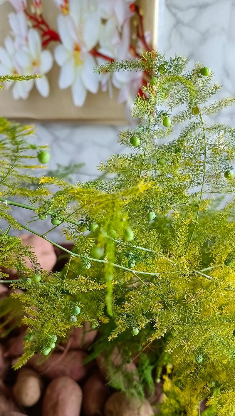 哪些花象征着平安和吉祥？