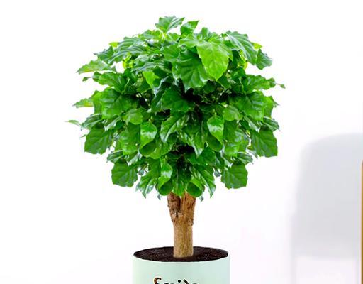 哪些花象征着平安和吉祥？