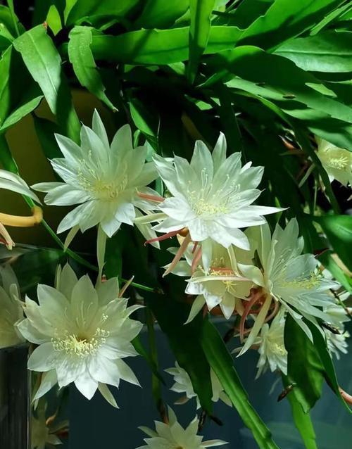 哪些花象征着平安和吉祥？