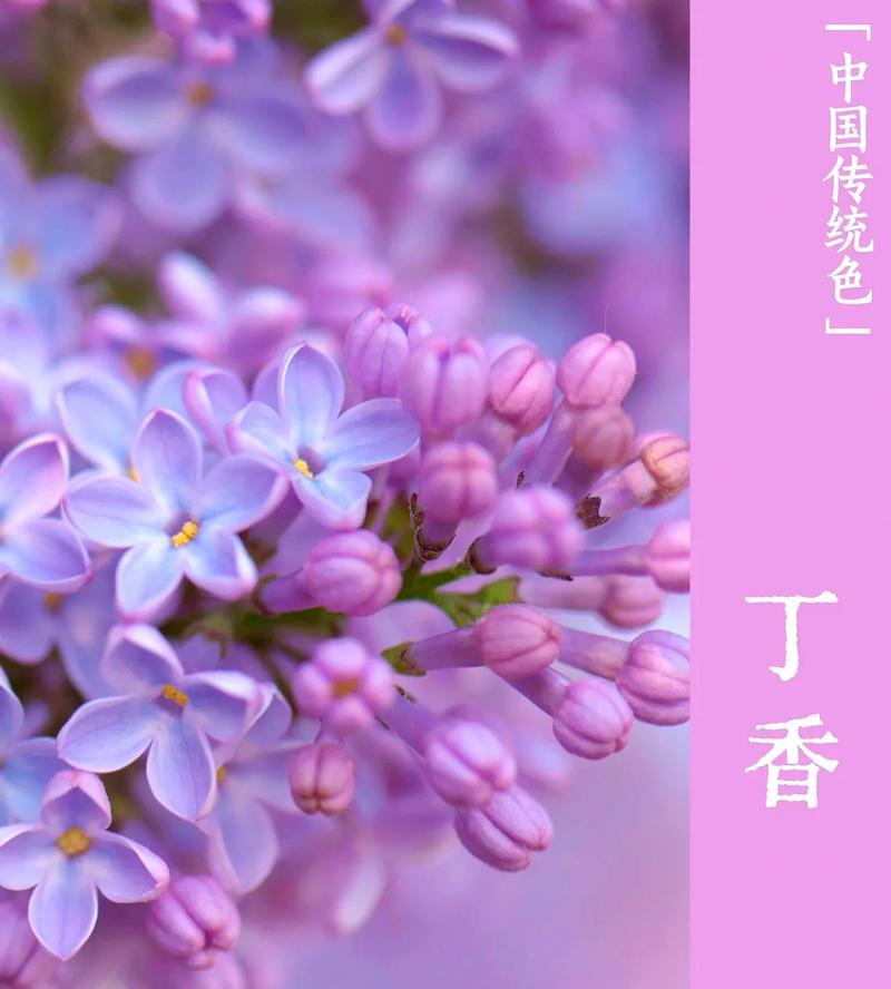 哪些花象征成功？