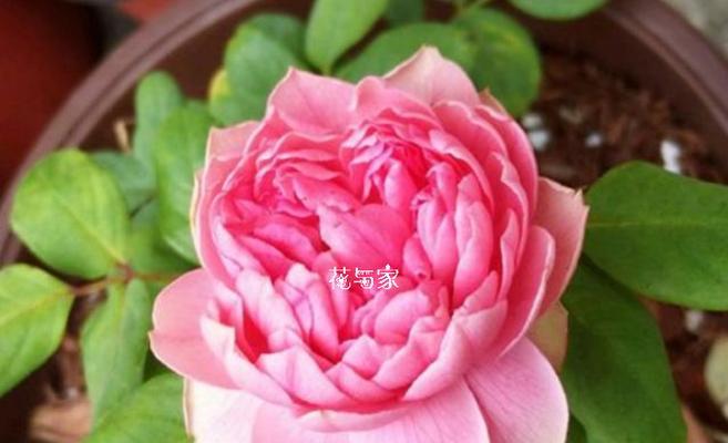 哪种花象征着可爱的爱情？它的寓意是什么？