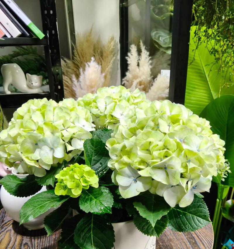 哪种花象征着可爱的爱情？它的寓意是什么？