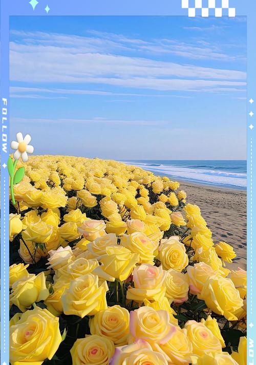 浅黄色玫瑰花有什么含义？代表什么情感？