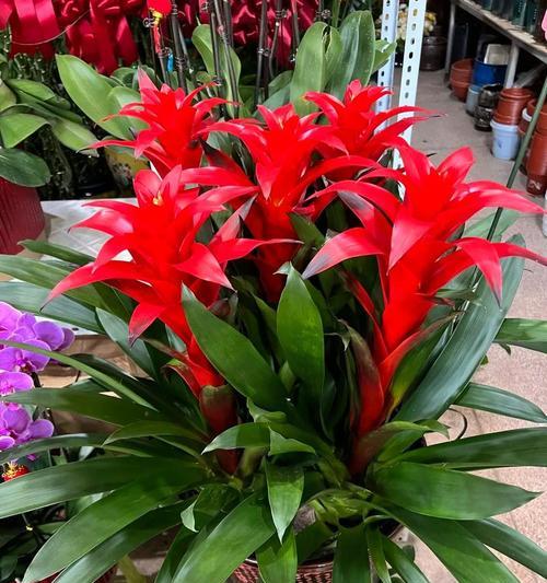 春节送白色花有什么寓意？白色花卉在春节的象征意义是什么？